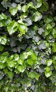 Ivy Popínavý Crawl Wall Green