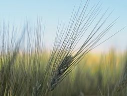 barley ears on the field