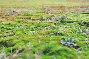 closeup of the forest floor