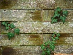 ivied wooden fence