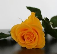 Rose Yellow Flower Beautiful