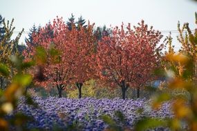 Fall Colors Autumn Nature