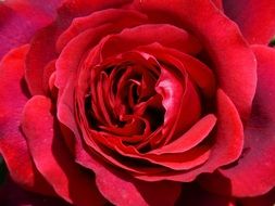 Rosa Red Rose Sant Jordi Detail