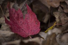 Leaf Red Season Ground Fallen