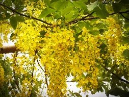 yellow leaves on a thin branch of a tree