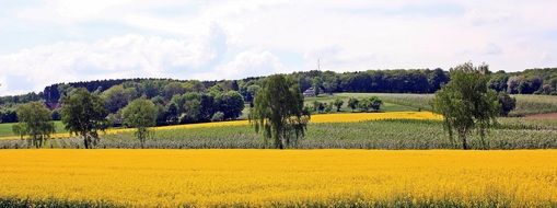 Oilseed Rape Rapeseed Fields