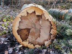Log Section Grain Wood