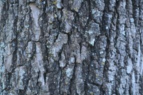 Oak Wood Texture Bark