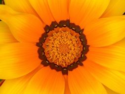 Flower Detail Colorful Daisy