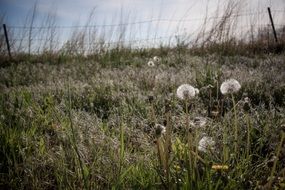 Dandelion Field Growth Growing