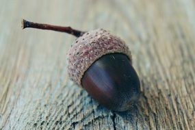 Acorn Autumn Nature Fruit Fall
