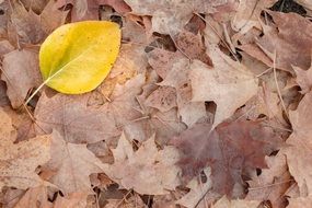 Leaf Yellow Autumn Fall Nature