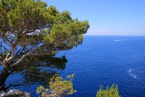 Wallpaper Sea Blue Vegetation