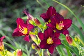 Vibrant Red Flowers Garden Summer