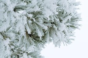 frozen Christmas tree