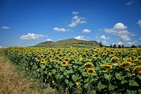 field of blooming sunflowers under the blue sky