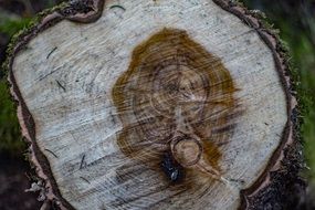 Annual Rings Tree Log Tribe