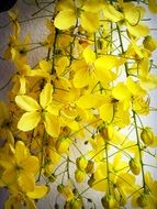 yellow flowers on a tree branch in Thailand