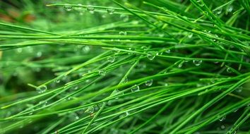 Pine Conifers The Leaves Plants