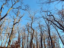 Skyward Trees Sky Blue Contrast