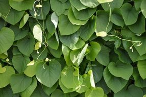 green leaves in the sun