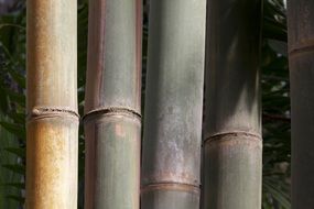 yellowish green bamboo trunks