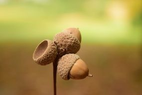 Acorns Close Background