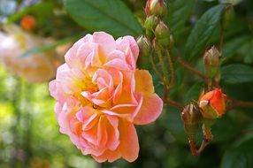 delicate climbing rose