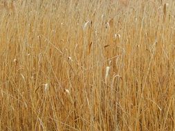 Reed Yellow Nature Plant