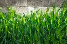 Barley Nature Green Plants Leaf