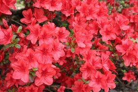 Flowers Red Spring Nature Plant
