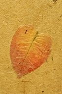 yellow leaf on the parchment paper