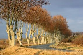 Trees Lined Road Winter Nature