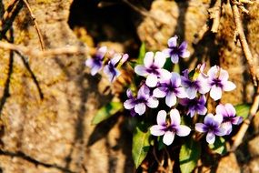 Flowers Stone Flower Flower