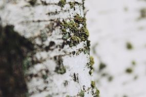 Nature Close White Garden Birch