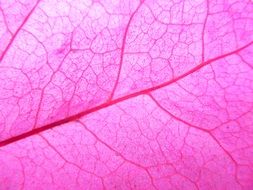 Plant Powder Leaf Plante Macro