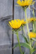 Golden Mustache Flowers Yellow