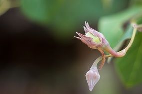 flower bud on a background of green leaves