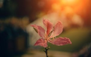 flower on a blurred background with a sunbeam