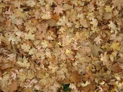 Maple Leaves Leaves Autumn