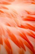 Flamingo Flamingo Feathers