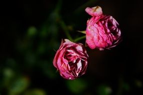 charming bush roses