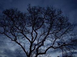 Tree Night Darkness Sky Forest