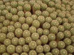 Texture Cactus Botanical Flora
