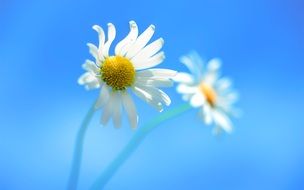 Daisy White Petals Yellow Center