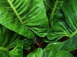 Leaf Green Garden Green Leaf