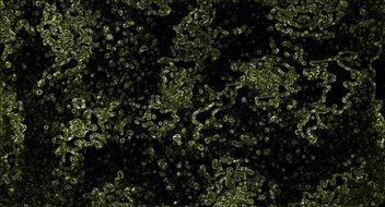 green texture on black background