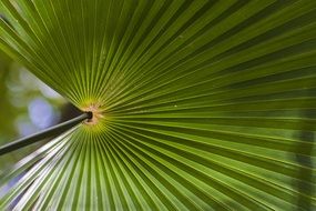 Background Plant Green Nature