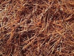 Pine Needles Carpet Fall Pine