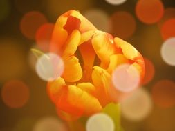 Tulip Summer Mood Flower Plants